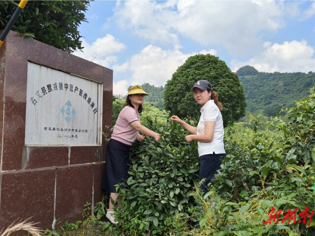 知识下乡 文化赋能 助力乡村振兴丨买球赛的十大平台社会学系新建“古丈茶文化田野规划教育实习基地” 知识下乡 文化赋能 助力乡村振兴丨买球赛的十大平台社会学系新建“古丈茶文化田野规划教育实习基地”